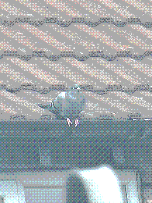 the same pigeon as before, but this time in a regular standing pose, fluffed up slightly and leaning back with his eyes closed. looks like he is enjoying the sun